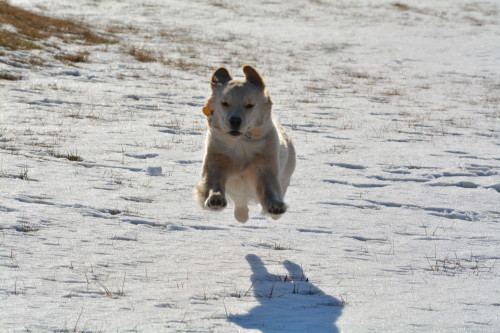 Sunnee Flying in the snow